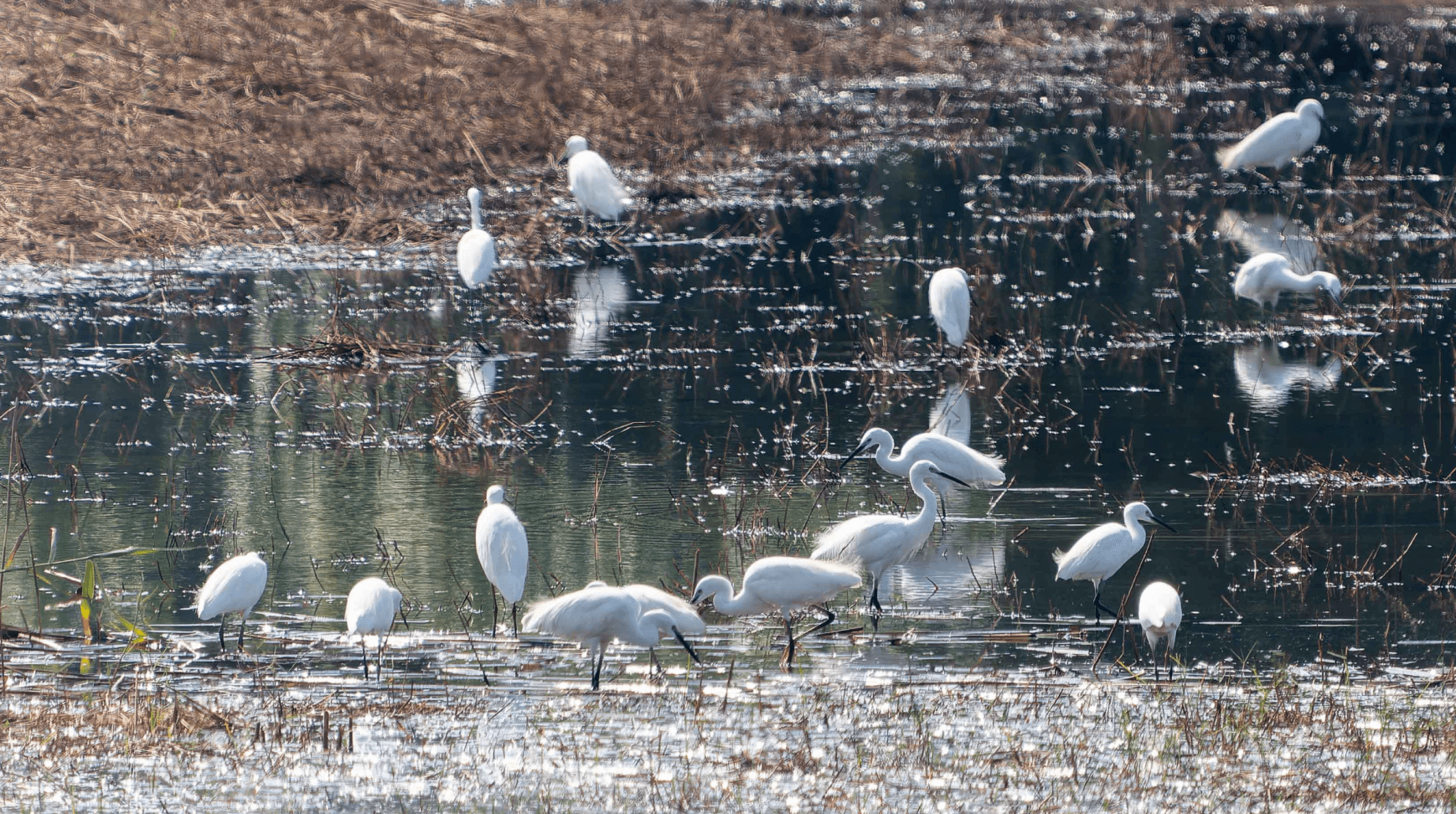 maipo wetland detail