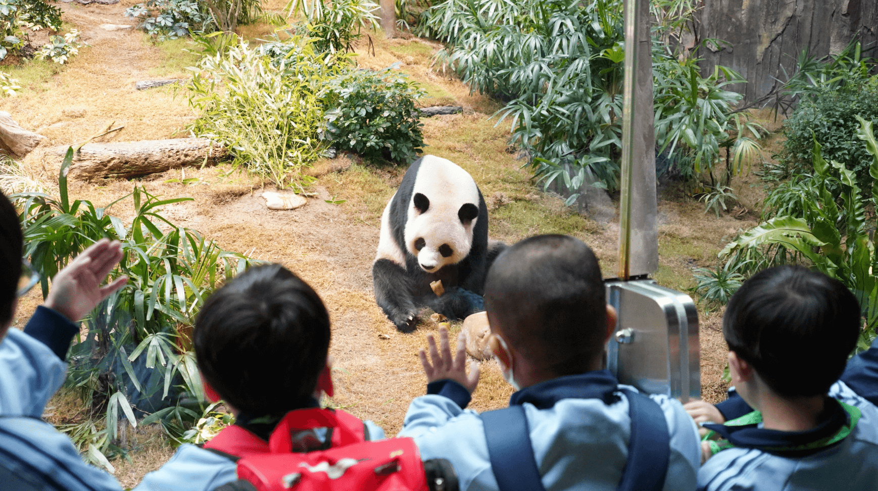 sichuan treasures panda detail