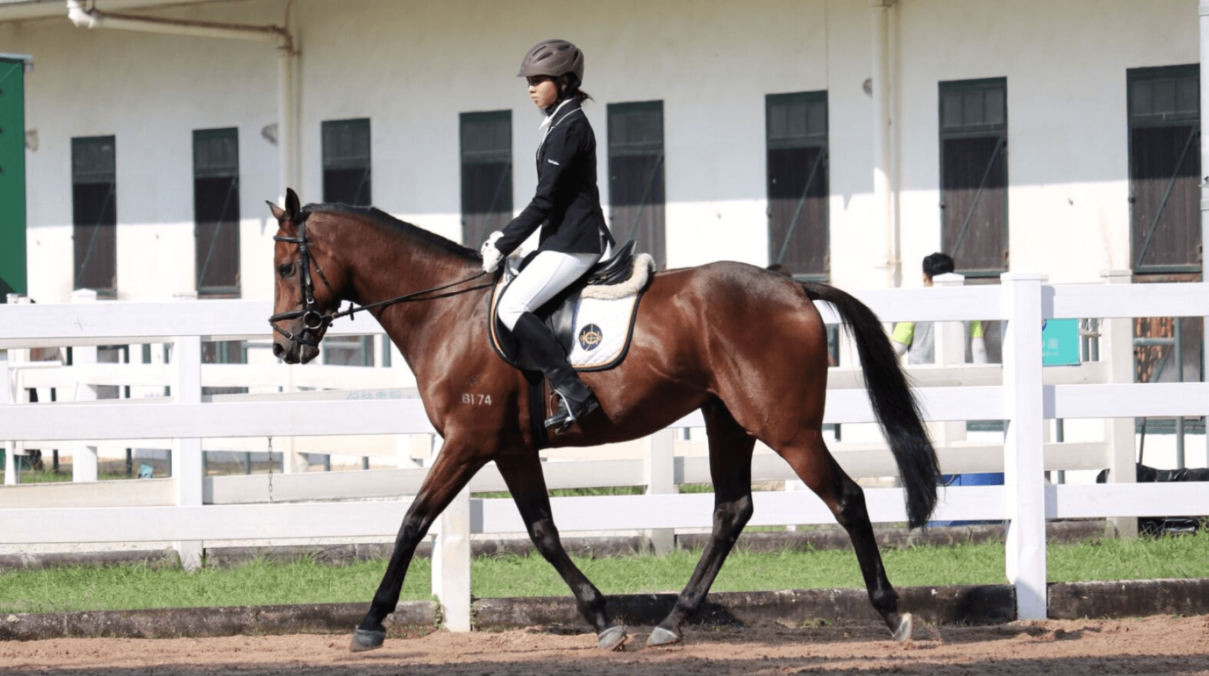 equestrian public riding horse