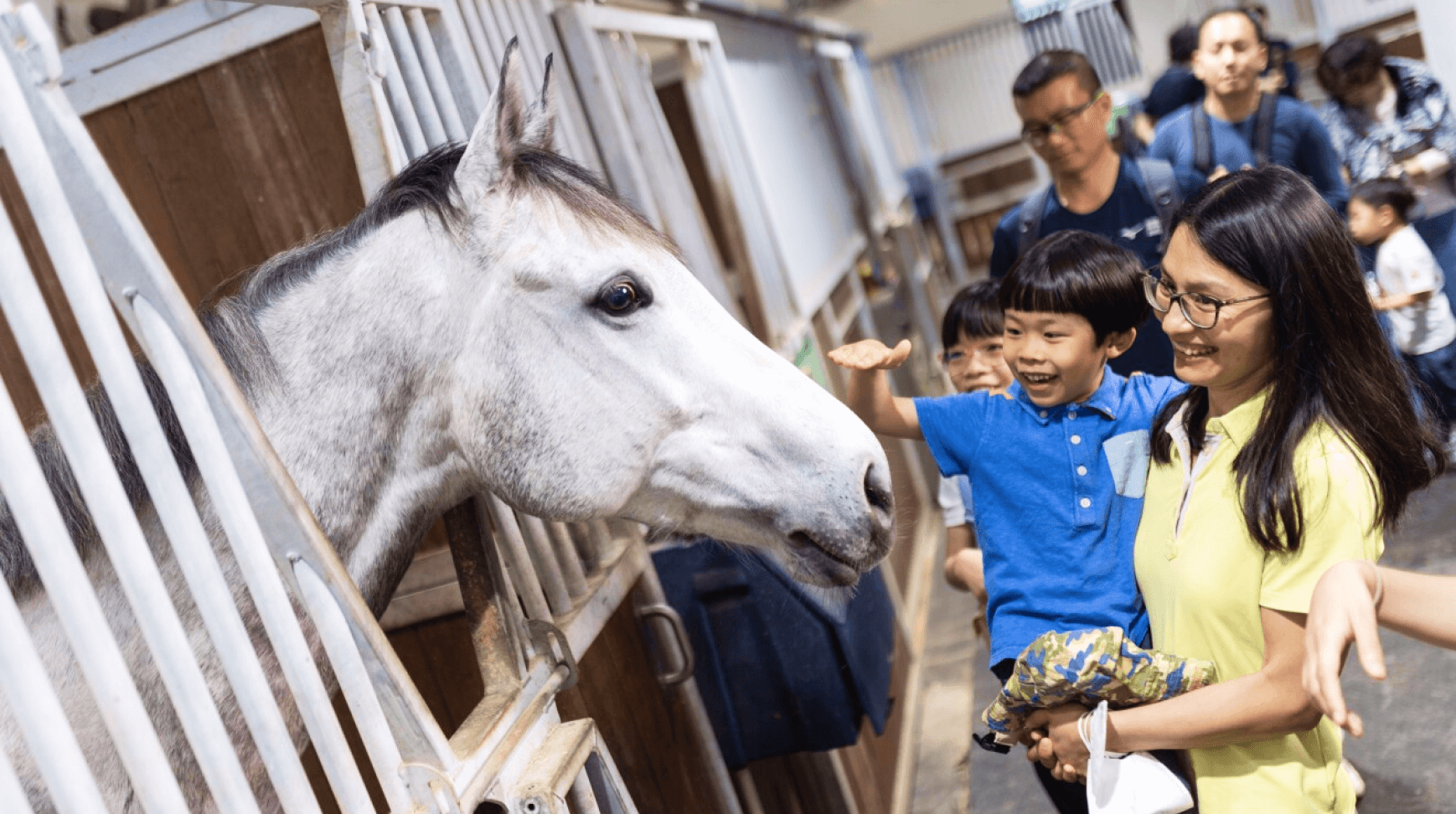 horse children visit school