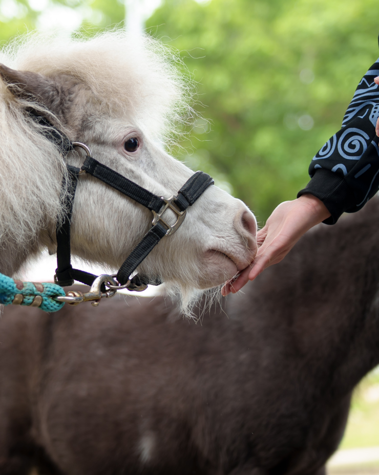 meet-and-take-photos-with-shetland-pony