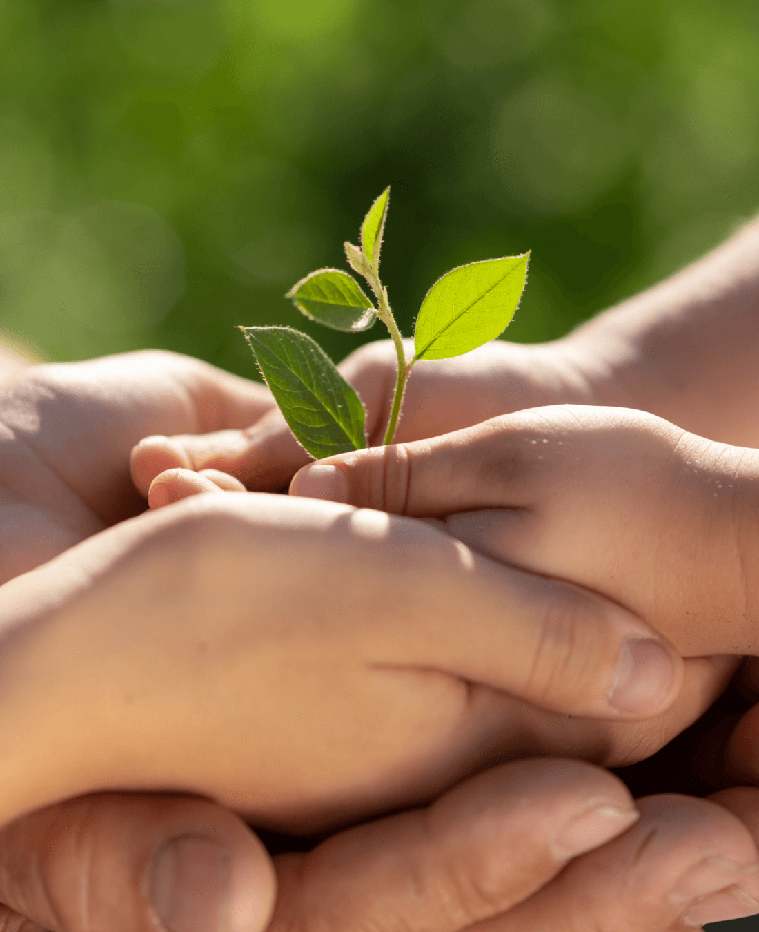 sow the seeds for a viable future