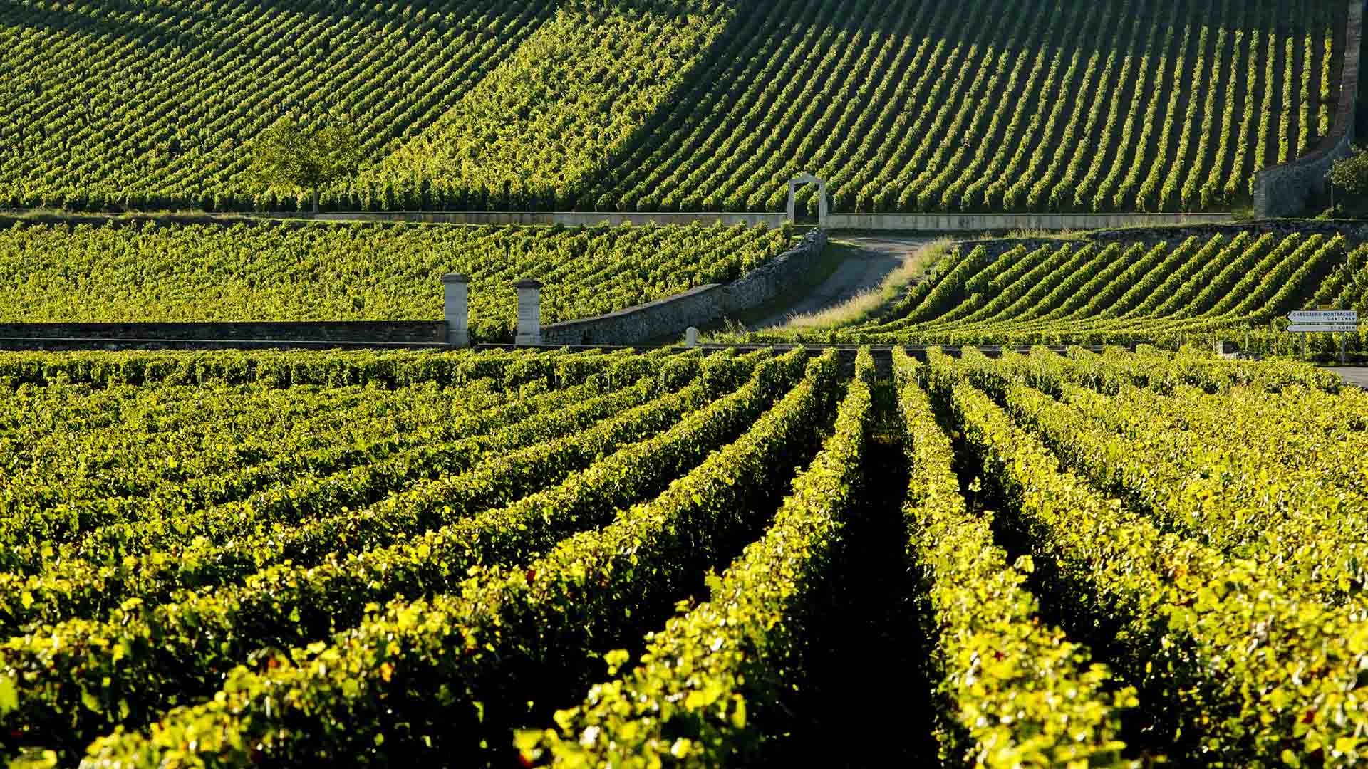 IMG_MAY25_Lifestyle_DomaineLeflaiveWineDinner_Cap_5